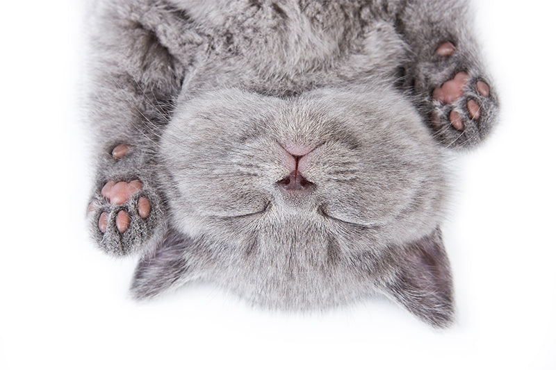 Cruelty Free - AmazingCosmetics