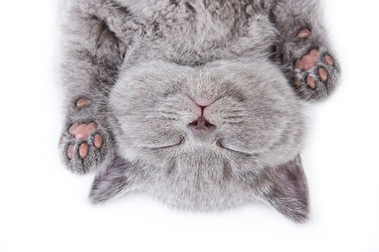 Cruelty Free - AmazingCosmetics