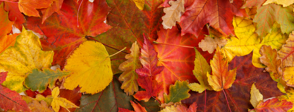 Changing Skin in the Changing Seasons - AmazingCosmetics