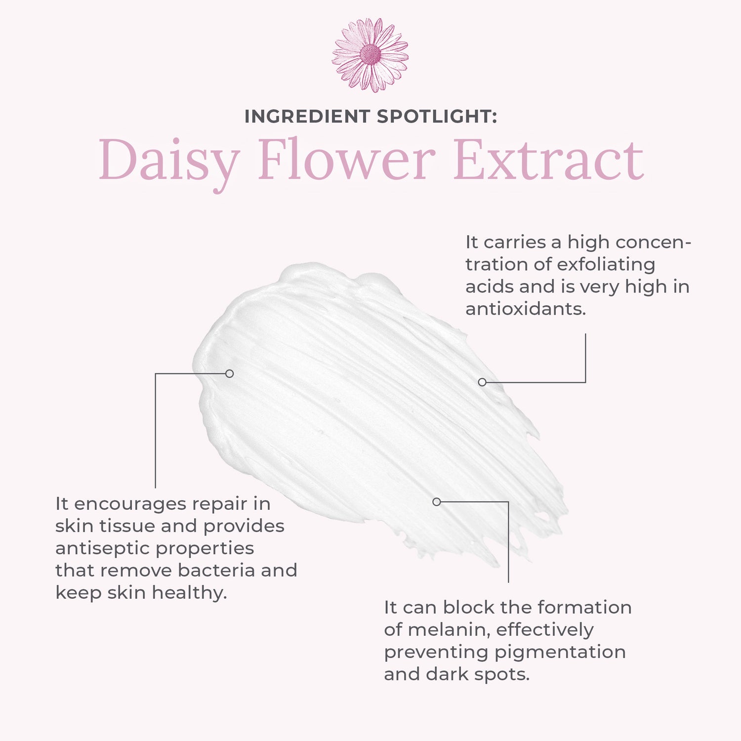 Daisy Flower Extract